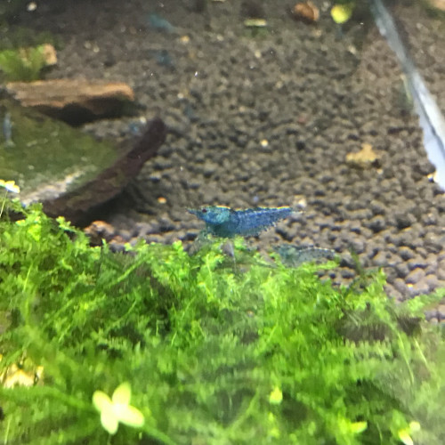 Crevette bleu Aura