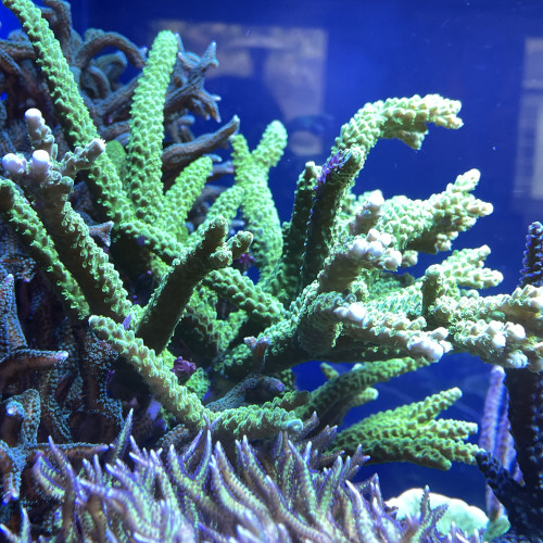 ACROPORA YONGEI branche vert fluo