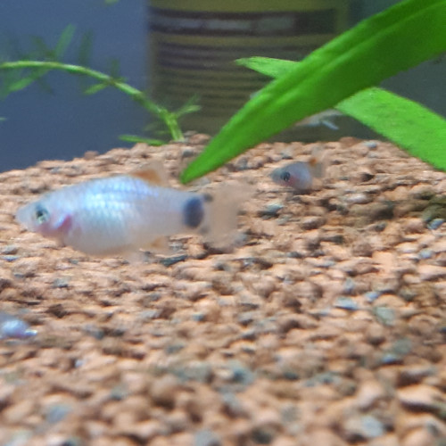 Platys mickeys bleu gris