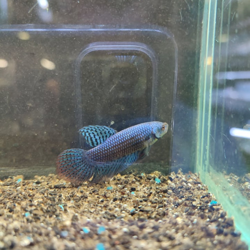 Betta alien indonésien