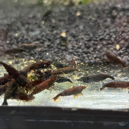 NEOCARIDINA  (green jade/ bloody/ rili / yellow/ orange/ blue velvet et diamond....