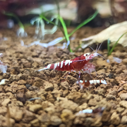 Pinto Red Galaxy et Pinto Red Belly