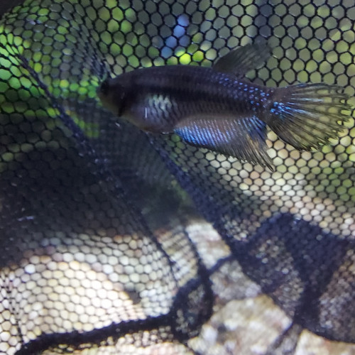 Betta male et femelle