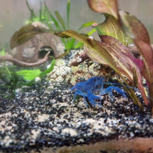 Ecrevisse bleue de Floride (procambarus alleni)