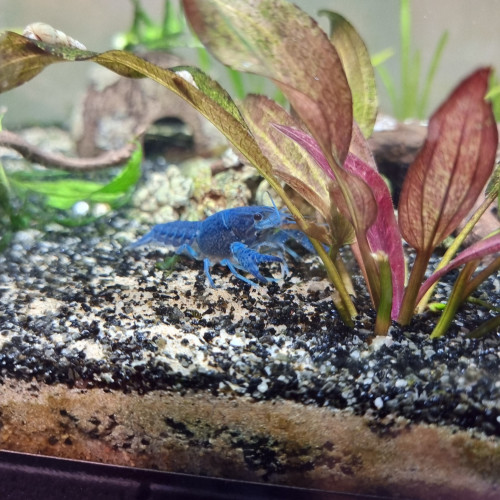 Ecrevisse bleue de Floride (procambarus alleni)