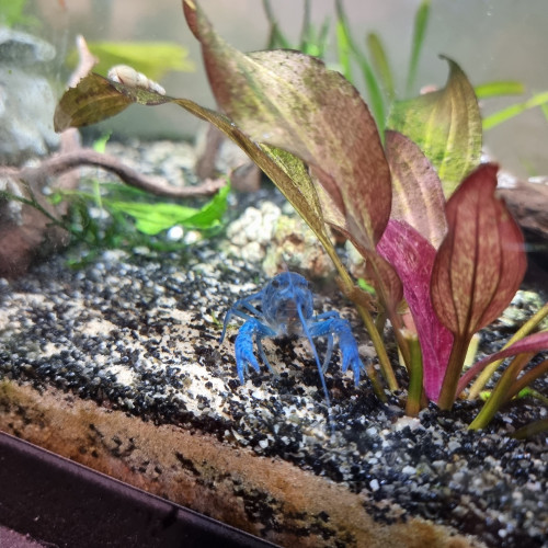Ecrevisse bleue de Floride (procambarus alleni)