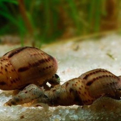 escargots melanoides