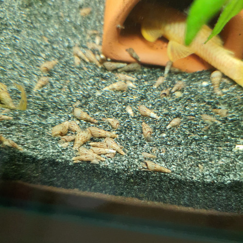 escargots melanoides
