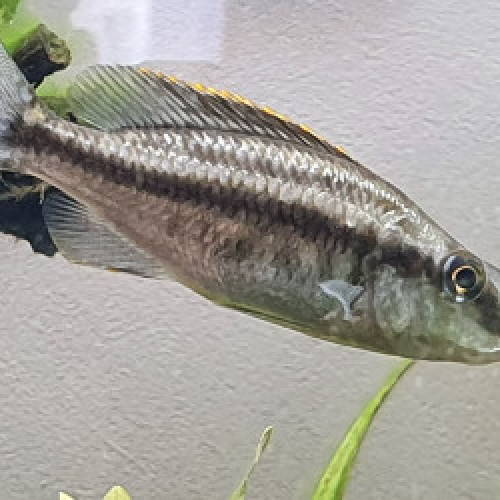Dimidiochromis compressiceps