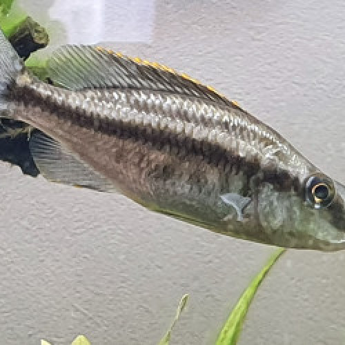 Dimidiochromis compressiceps