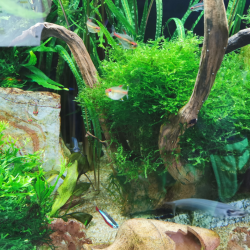 Aquarium complet JUWEl rio 300 de 350 litres avec plantes et poissons