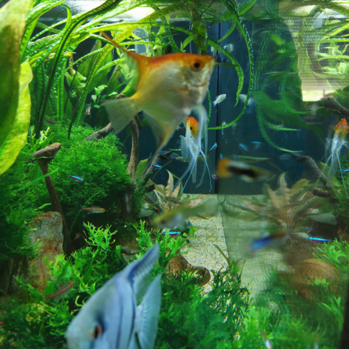 Aquarium complet JUWEl rio 300 de 350 litres avec plantes et poissons