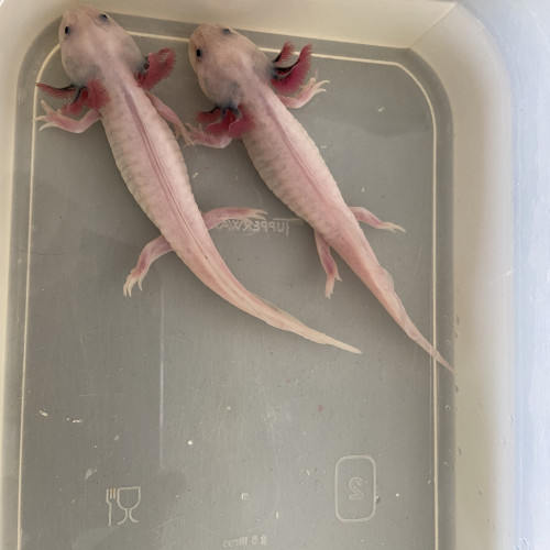 Axolotls leucistique
