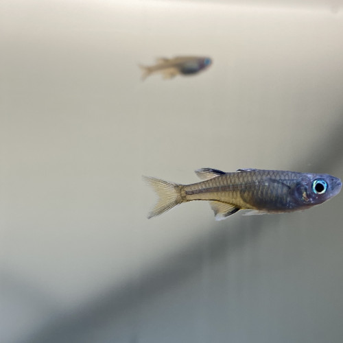 Pseudomugil signifer