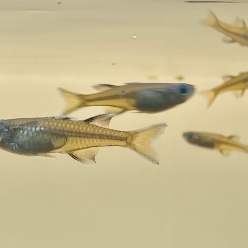 Pseudomugil signifer