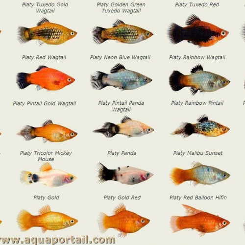 Platys