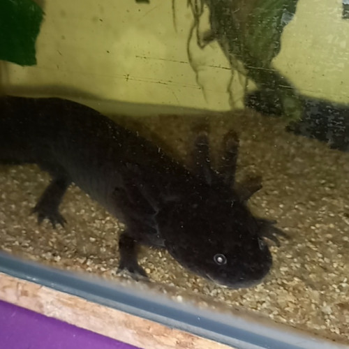 Acheter vente de deux axolotls adultes avec aquarium, deux filtres