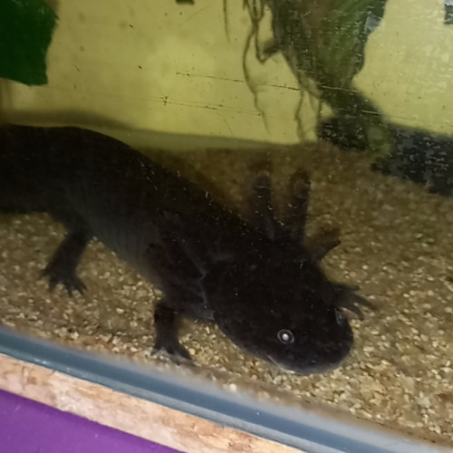 Vente de deux axolotls adultes avec aquarium, deux filtres, cachettes, nourriture et autres accessoires