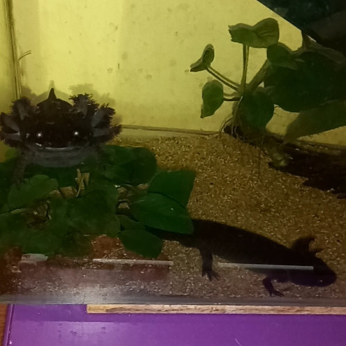 Vente de deux axolotls adultes avec aquarium, deux filtres, cachettes, nourriture et autres accessoires