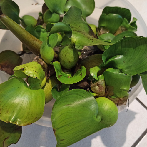 Acheter jacinthe d'eau (eichhornia crassipes)
