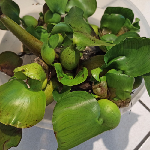 Jacinthe d'eau (Eichhornia crassipes)