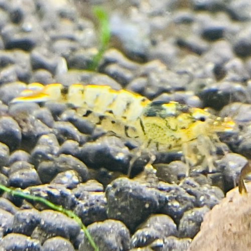 Crevette caridina tibee