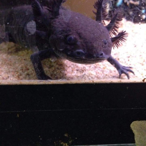 Couples axolotl