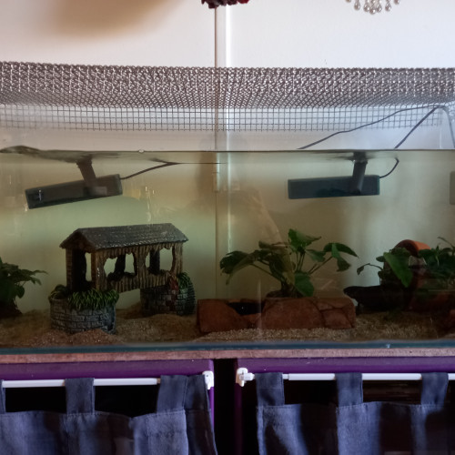 Vente de deux axolotls adultes avec aquarium, deux filtres, cachettes, nourriture et autres accessoires