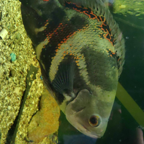 Poisson Oscar (Astronotus ocellatus) de 30cm