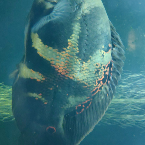 Poisson Oscar (Astronotus ocellatus) de 30cm