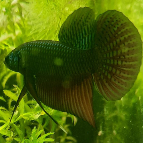 Betta smaragdina copper