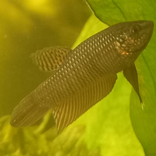 Betta smaragdina copper