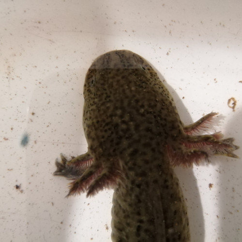 Axolotls à donner contre bons soins