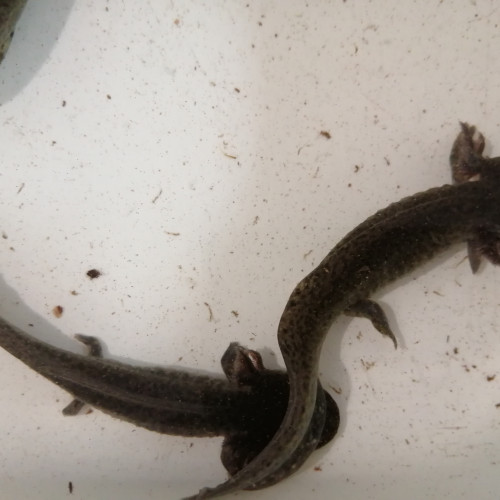 Axolotls à donner contre bons soins