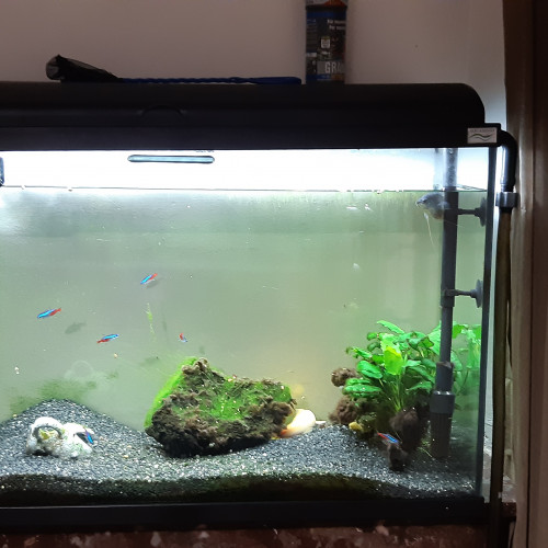 Aquarium 124 litres avec accessoires et poissons