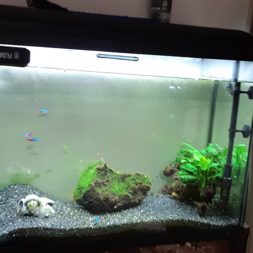 Aquarium 124 litres avec accessoires et poissons