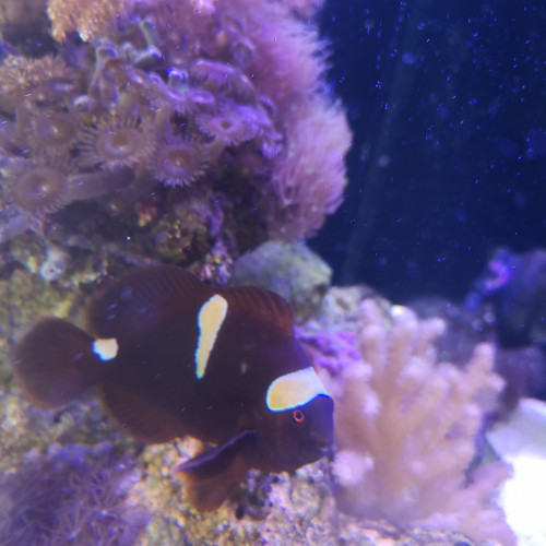 Couple de poisson clown