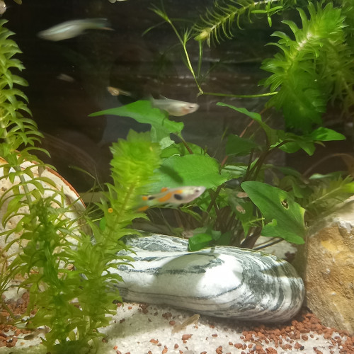 Guppy juvéniles et alevins