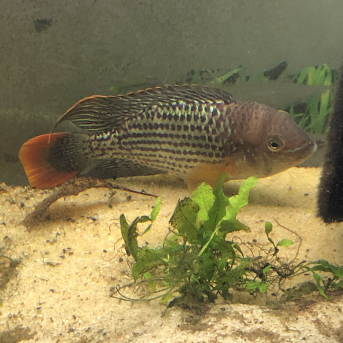 Andinoacara rivulatus « Green Terror »