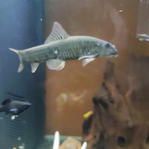 Garra rufa