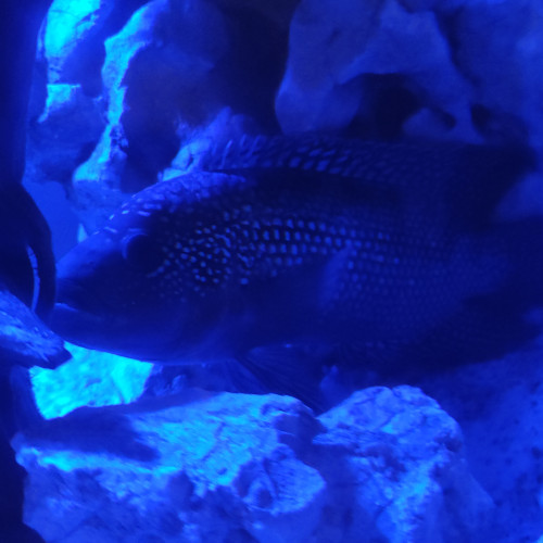 Rocio octofasiata jack Dempsey