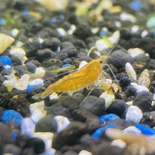 Neocaridina sakura orange