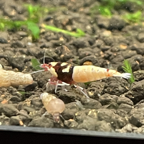 Crevette caridina cantonensis Pinto Red spotted