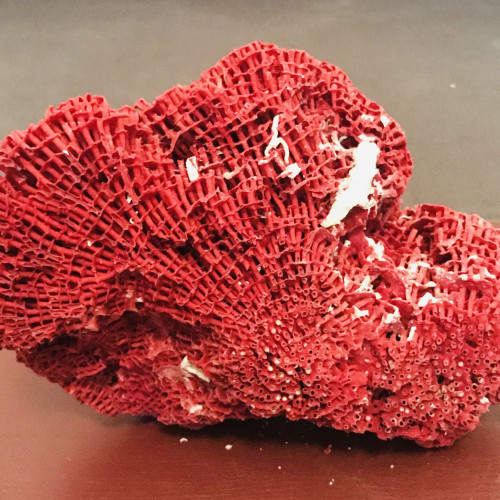 Magnifique bloc de corail rouge pour aquarium d'eau de mer