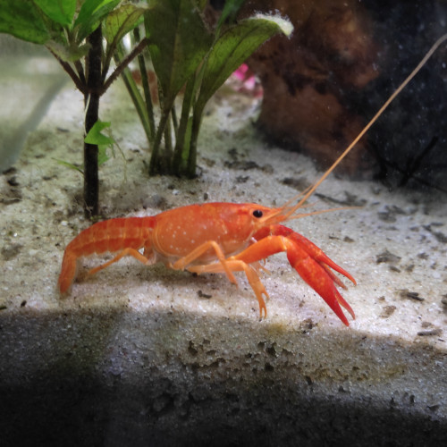 Cherax quadricarinatus