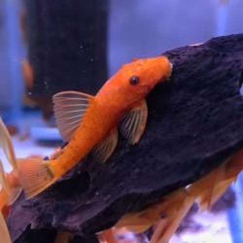Lot 6 Ancistrus red /rouge (vraiment rouge !)