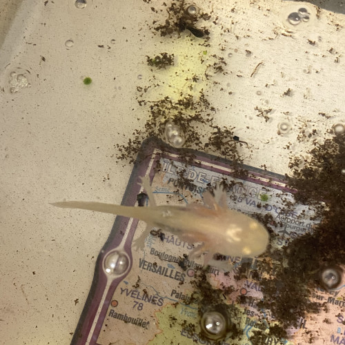 Axolotl blanc yeux blancs