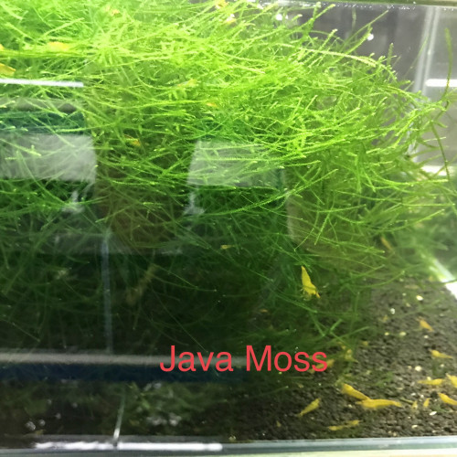 Mousse aquarium