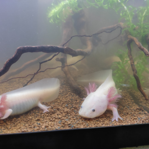 Axolotls juvéniles