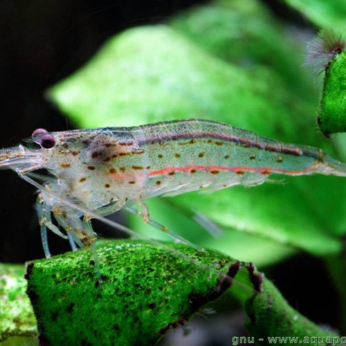 Crevettes caridina à donner